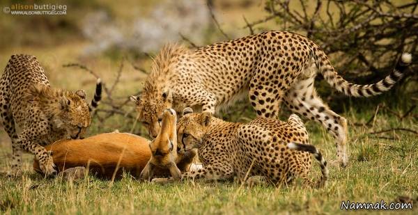 آهو و چیتا شکارچی آهو و چیتا