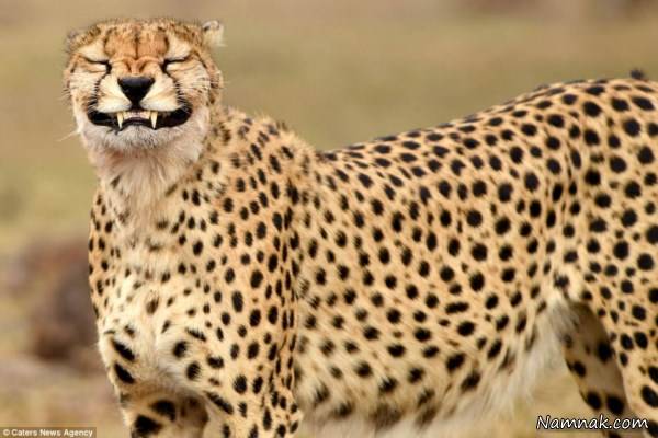 عکس چیتا