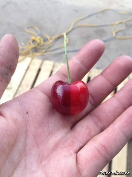 خوردنی و خوراکی زیبا وخوشگل