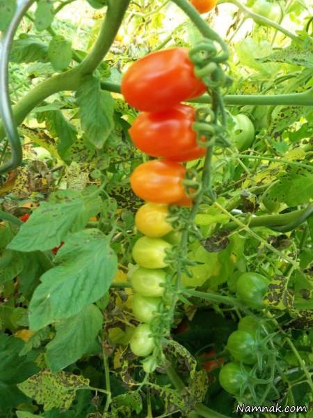 خوردنی و خوراکی زیبا وخوشگل