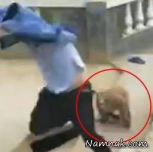 میمون