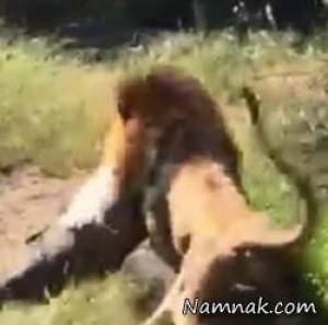 حمله شیر به انسان