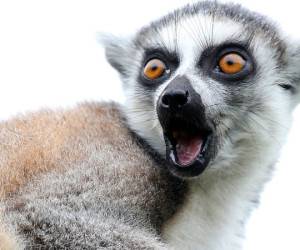 دانستنی های حیوانات