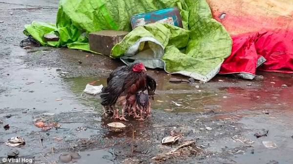 رفتار مرغ مادر با جوجه هایش