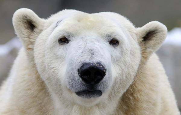 خرس قطبی و پوست سیاهش