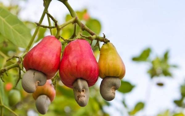 بادام هندی برروی یک سیب رشد میکند