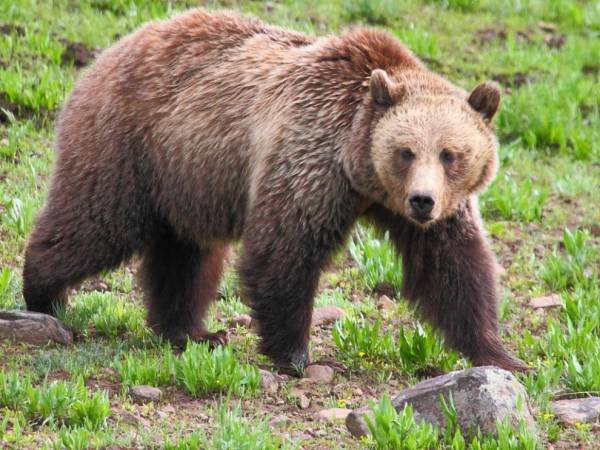 خرس ها رنگ ها را می بینند