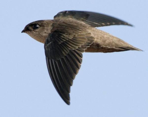  پرنده بادخورک 10 ماه پرواز می کند