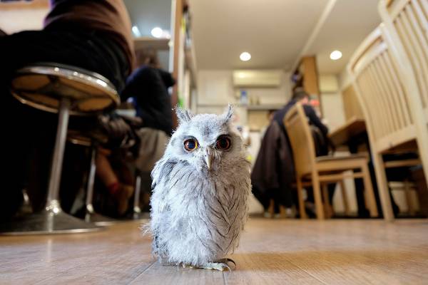 نگهداری جغد در کافی شاپ ژاپن