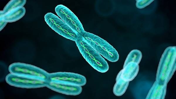 کروموزم انسان و سیب زمینی