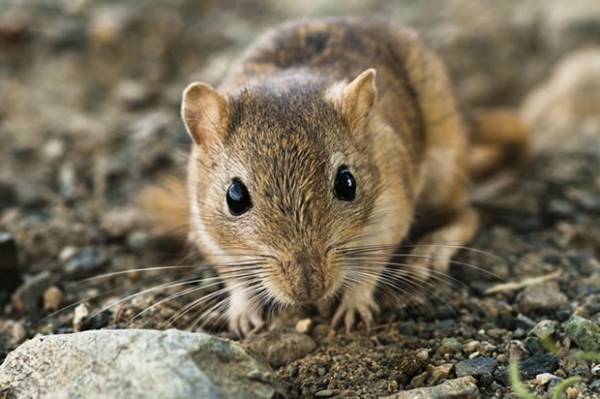 موش های صحرایی در سکوت و آرامش
