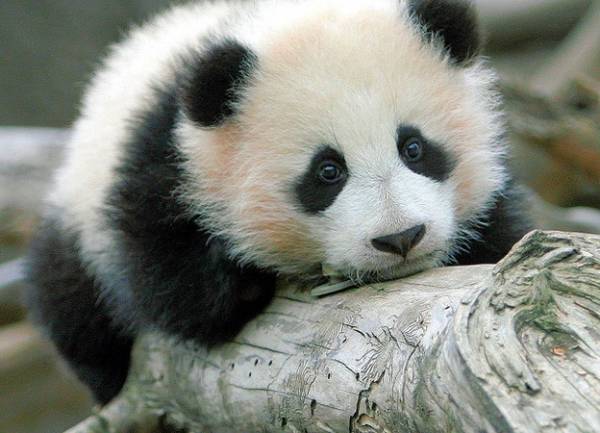 غمگین بودن خرس های پاندا