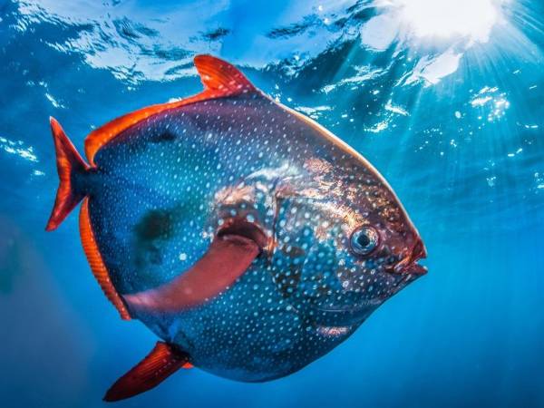 ماهی خون گرم به نام ماه ماهی یا اوپافیش