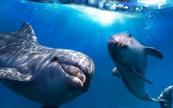 در خشکی بودن دلفین ها