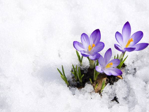 گلهایی که برف ها را ذوب می کنند