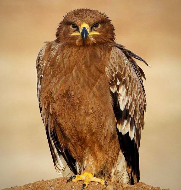 عقاب صحرایی حیوان ملی مصر