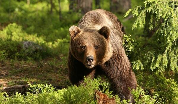 خرس ها دارای قویترین حس بویایی