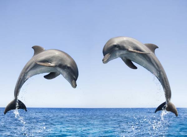 نجات انسان توسط دلفین ها