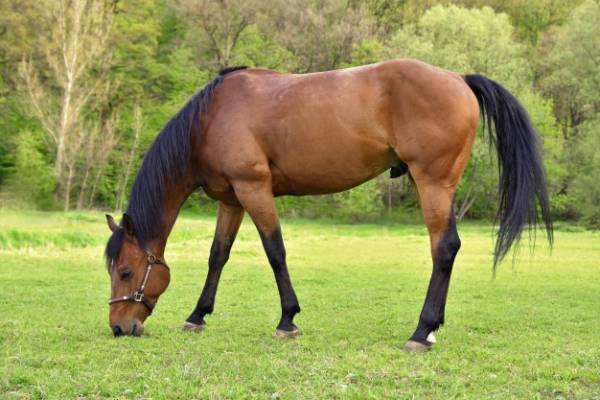 علاقه اسب ها به خوراکی های شیرین