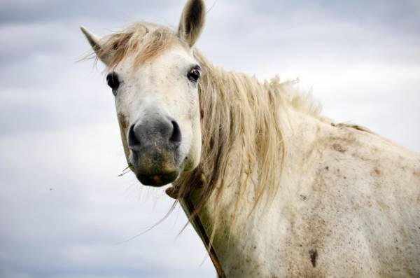 نفس کشیدن اسب ها