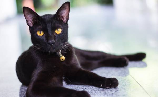 دانستنی های روز جهان باور ژاپنی ها از گربه های سیاه