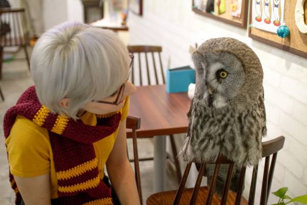 دانستنی های باحال کافی شاپ های جغد در ژاپن