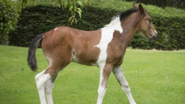 اسب داوینچی