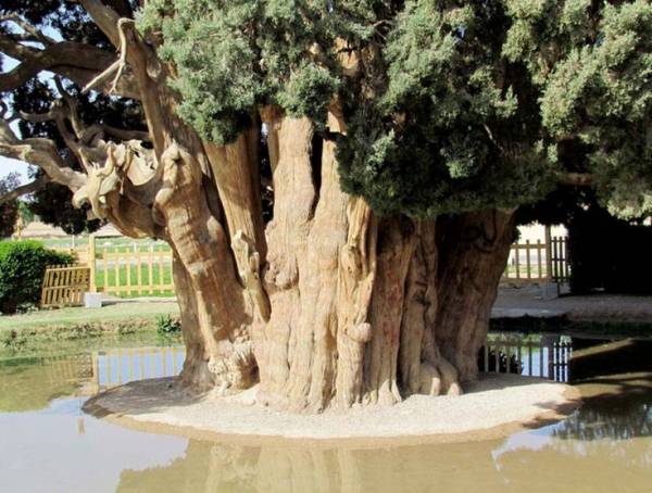 سروابرکوه در یزد