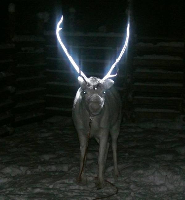 اسپری شب نما برای شاخ گوزن های شمالی