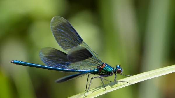 سنجاقک ها نمیتونن راه برن