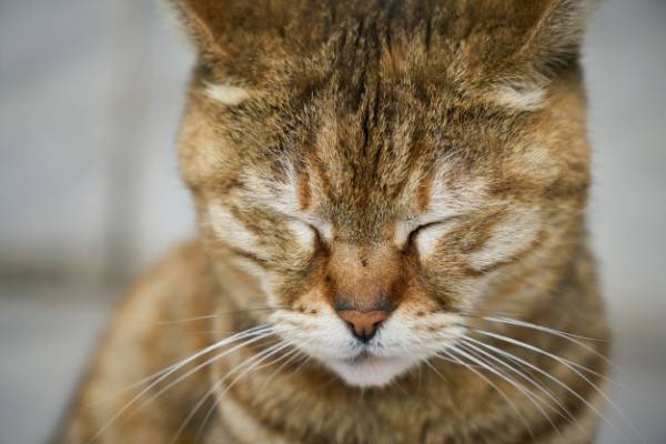 خواب گربه ها