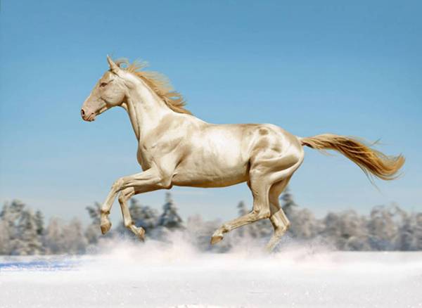 زیباترین اسب جهان