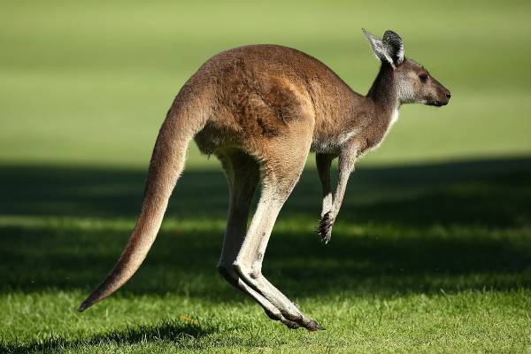 کانگورو