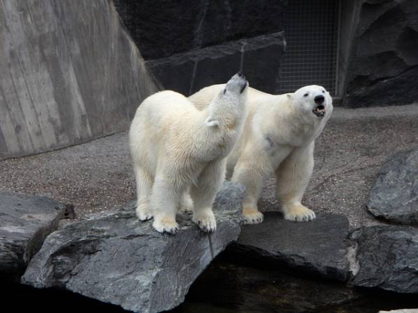 خرس قطبی بهترین شکارچی در خشکی