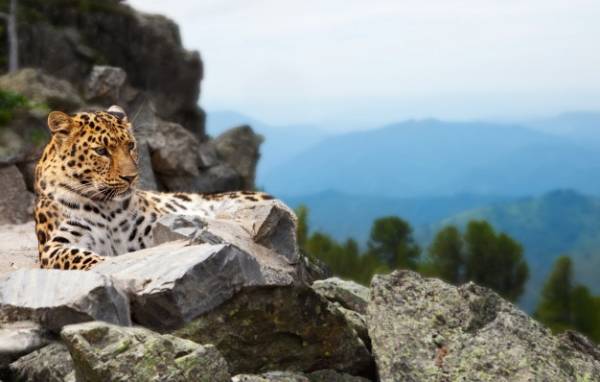 پرش پلنگ ها