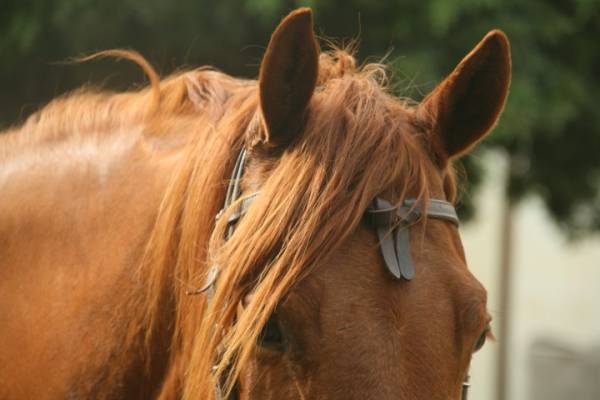 ماهیچه گوش اسب