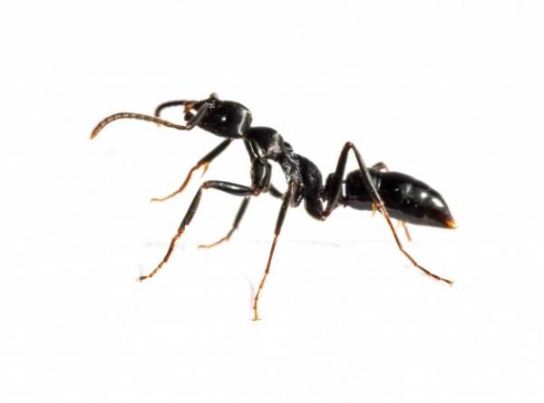 حس بویایی مورچه