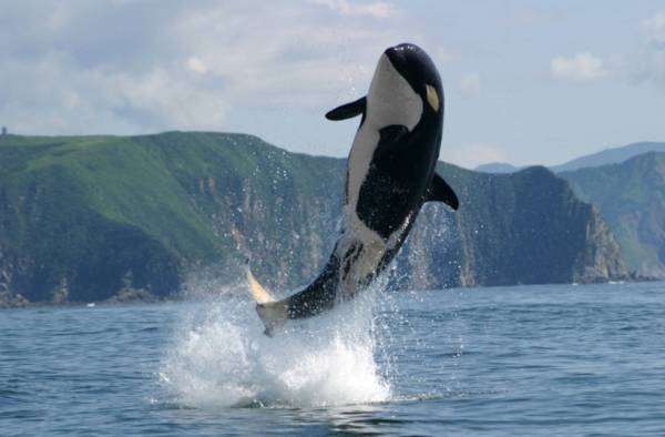 نهنگی با یک سرنیزه در بدنش