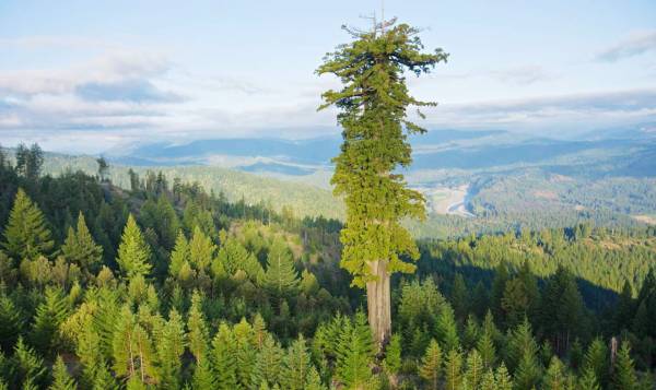 بلندترین درخت جهان Hyperion