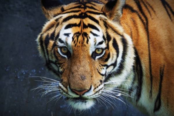 بینایی ببرها