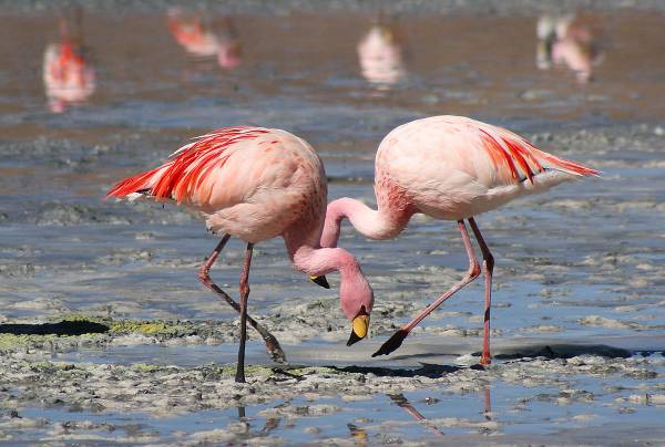فلامینگو