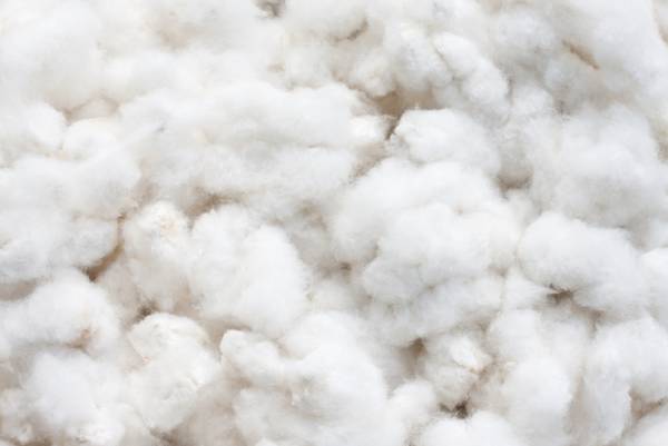 پنبه ی لباس