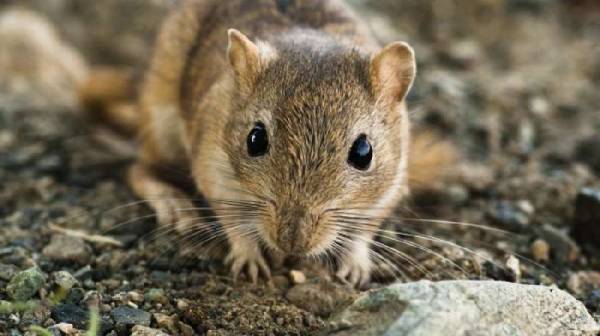 موش های صحرایی