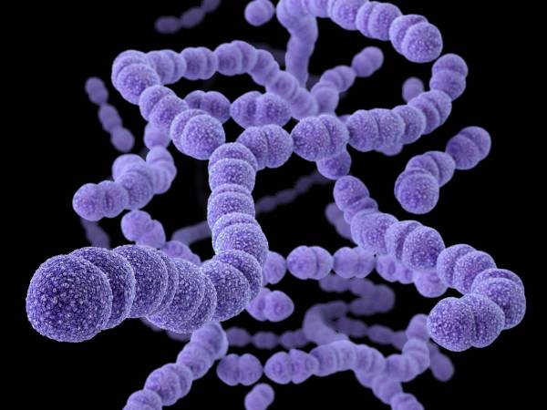 باکتری های بدن انسان