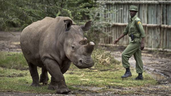 انقراض حیوانات توسط انسان