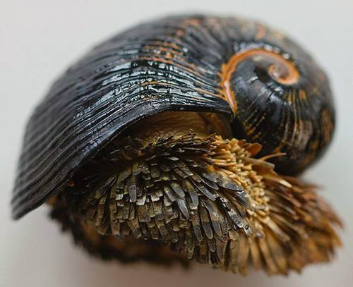 حلزون دریایی گاستروپود پوسته پا