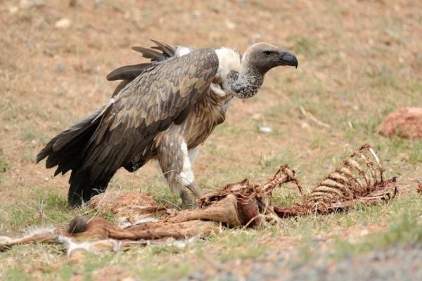 بینایی لاشخورها
