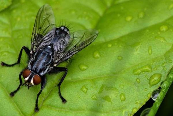 مگس و پشه روی گل آفتابگردان