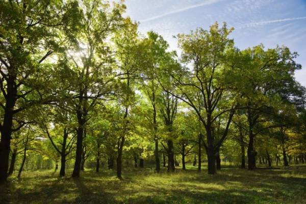 سیگنال های هشداری درختان